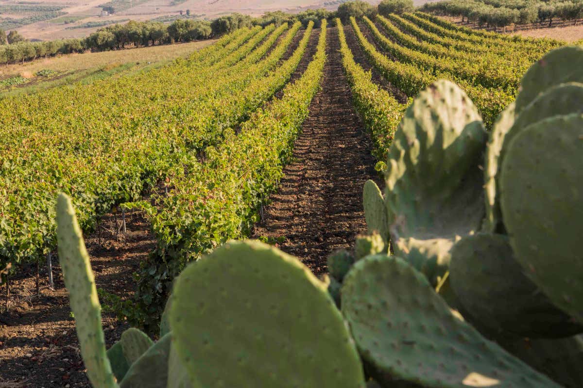 Doc Sicilia, il progetto che trasforma la crisi del consumo di vino in un’opportunità globale Doc Sicilia, il progetto che trasforma la crisi del consumo di vino in un’opportunità globale