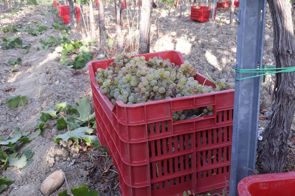 25 anni di Montecucco, Basile: ora l'obiettivo è aumentare imbottigliato e areale 25 anni di Montecucco, Basile: ora l'obiettivo è aumentare imbottigliato e areale