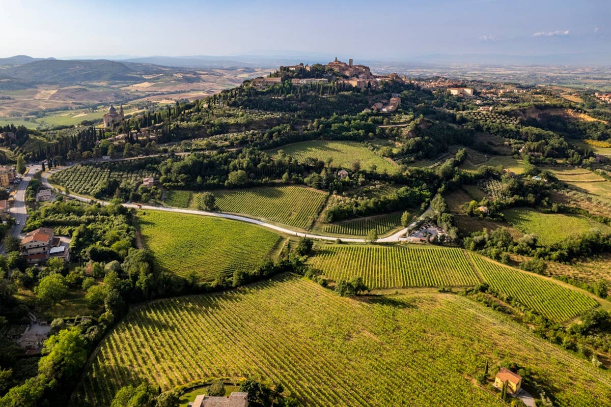 Sostenibilità nel vino: il modello di governance del progetto 
“Concerto”