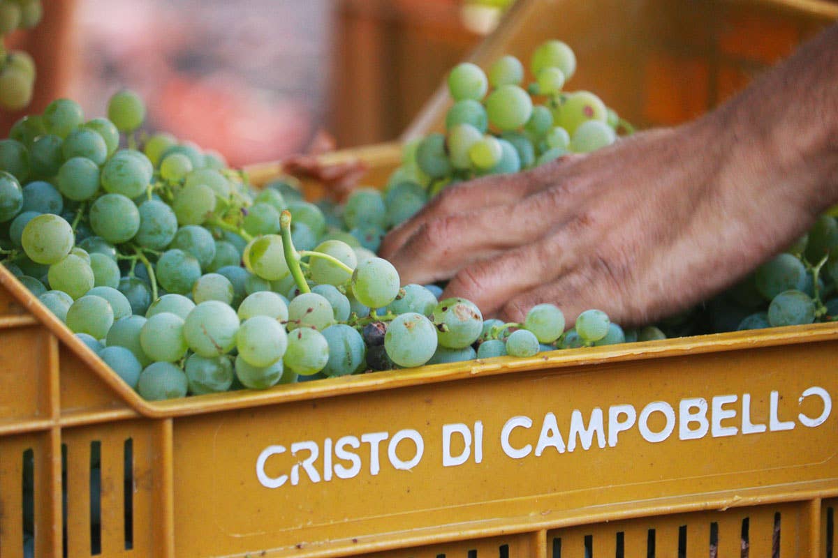 Metodo Classico: il made in Sicilia di Baglio del Cristo di Campobello