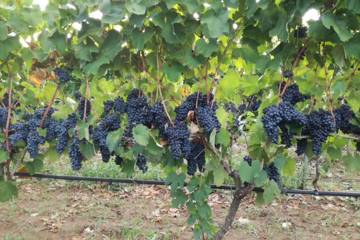 Un'immagine della Cantina Due Palme tratta dal profilo Facebook Cantine Due Palme premiata come miglior cantina cooperativa dell&rsquo;anno