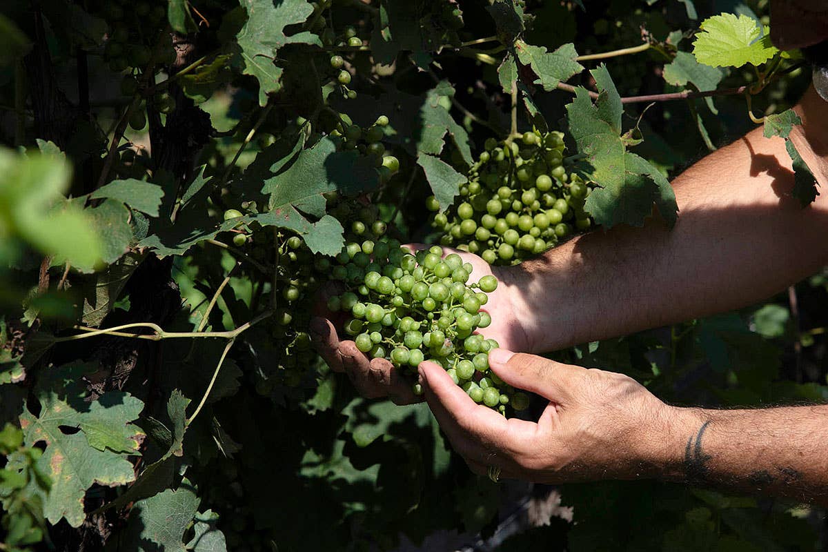 Casa Belfi, vini naturalmente frizzanti in armonia con la natura