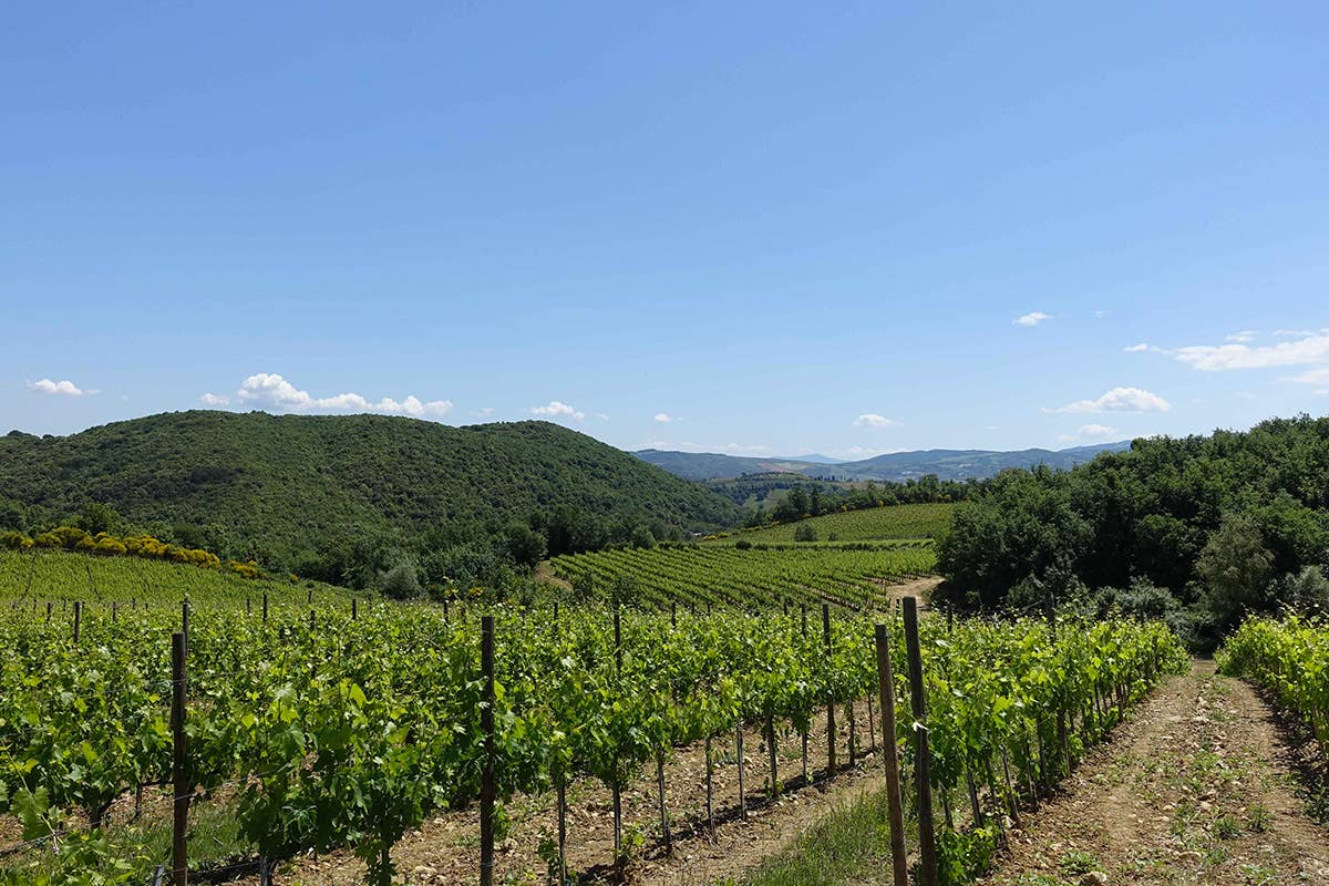 I vigneti a Montalcino di tenuta Casisano L’arte di Tommasi sa raccontare Montalcino