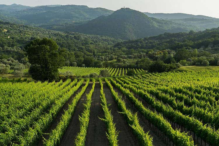 Un unicum nel panorama vitivinicolo toscano