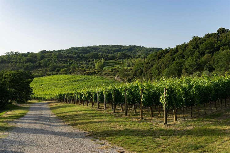 Nient&rsquo;altro che la naturale espressione della terra del Monte Amiata