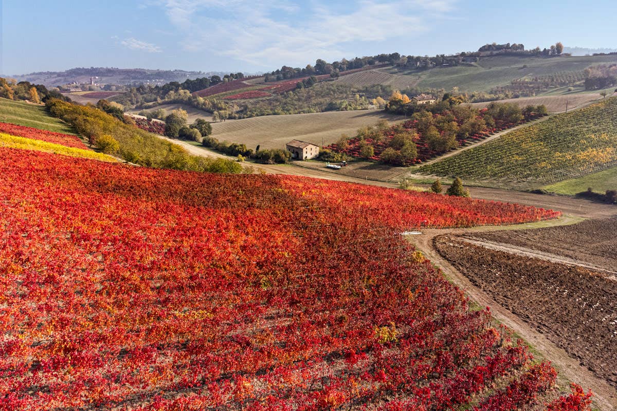 I vini Lambrusco raccontano la cultura e le tradizioni del territorio di Modena e Reggio Emilia (Photo Credit: Marco Parisi) Lambrusco un vino adatto alla cucina regionale e internazionale