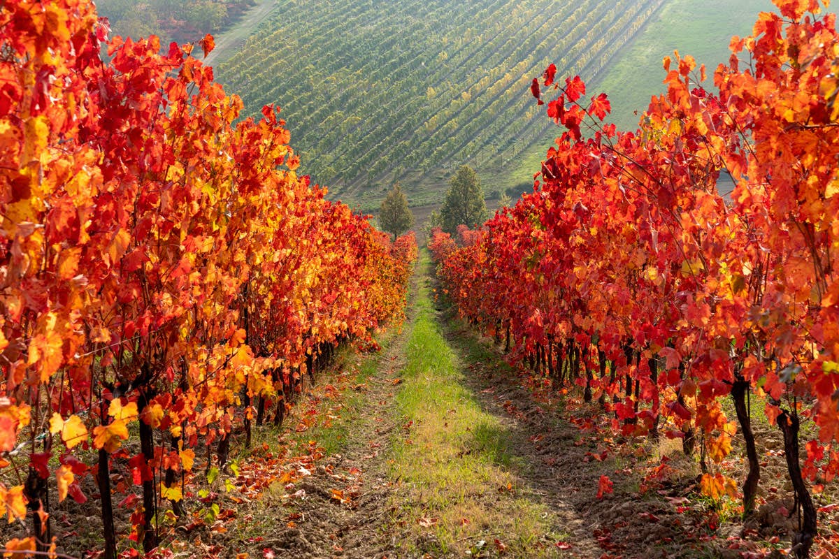 Il Lambrusco viene prodotto in diverse tipologie, dal frizzante allo spumante (Photo Credit: Marco Parisi) Lambrusco un vino adatto alla cucina regionale e internazionale