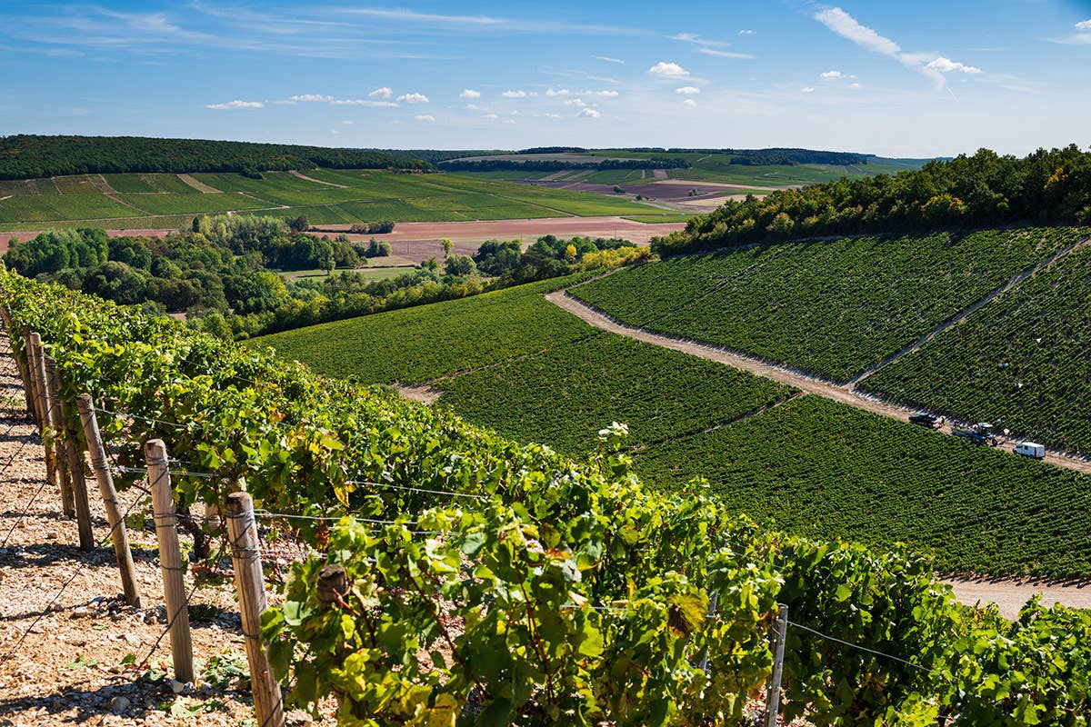 I grandi vini di Borgogna conquistano anche l'Italia