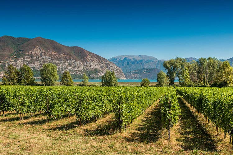 (Consorzio della Franciacorta Al via la stagione della vendemmia)