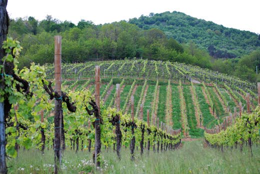 Il Consorzio vini Asolo Montello fa tappa a Prowein e Vinitaly