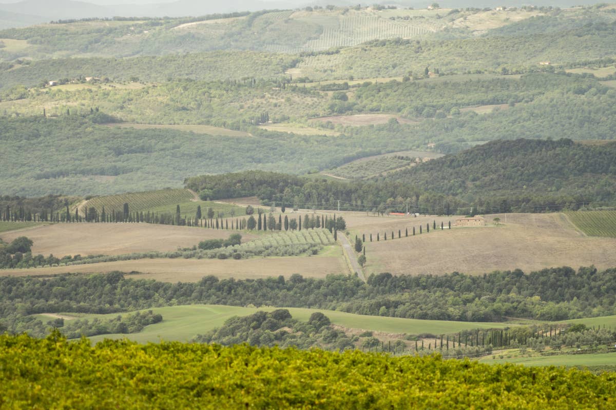 Brunello di Montalcino 2020: un’annata solare, versatile e di grande longevità