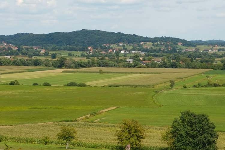 (Cvicek, il vino dell’amicizia Alta acidità, basso grado alcolico) (Cvicek, il vino dell’amicizia Alta acidità, basso grado alcolico)