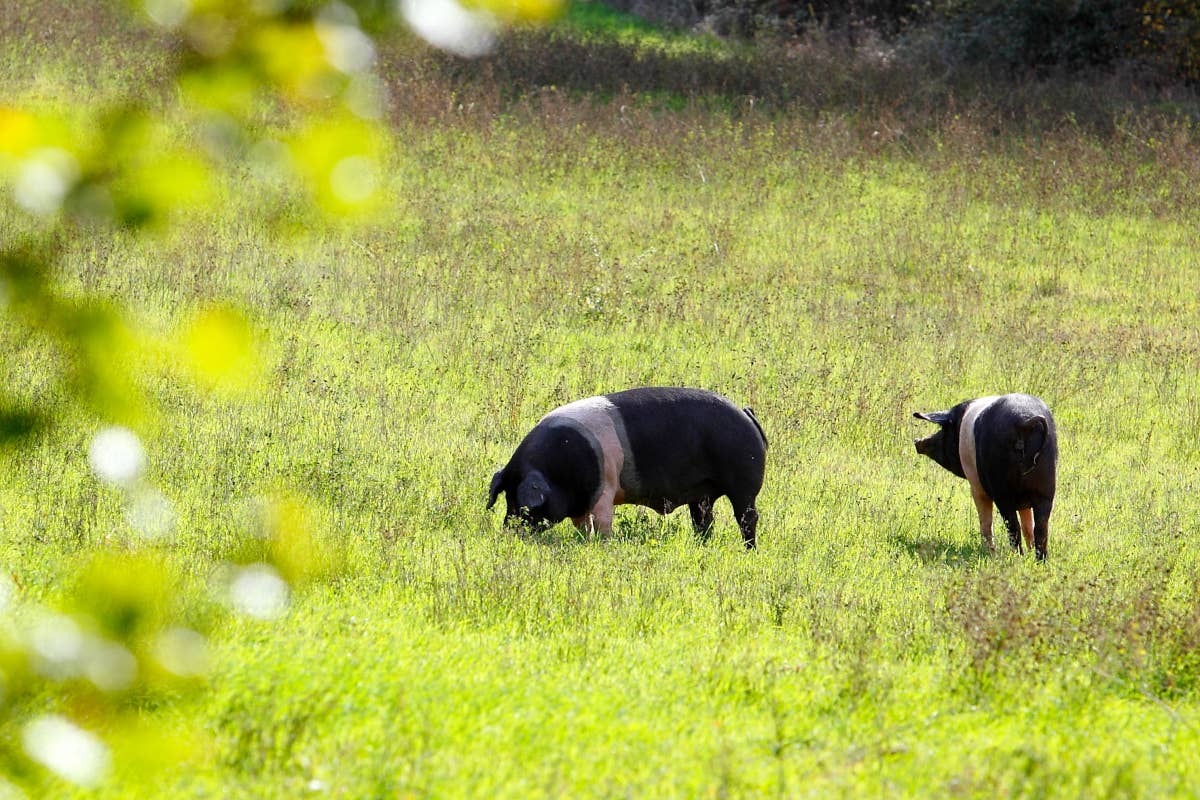 Cinta Senese Dop, filiera d'eccellenza e motore del turismo sostenibile