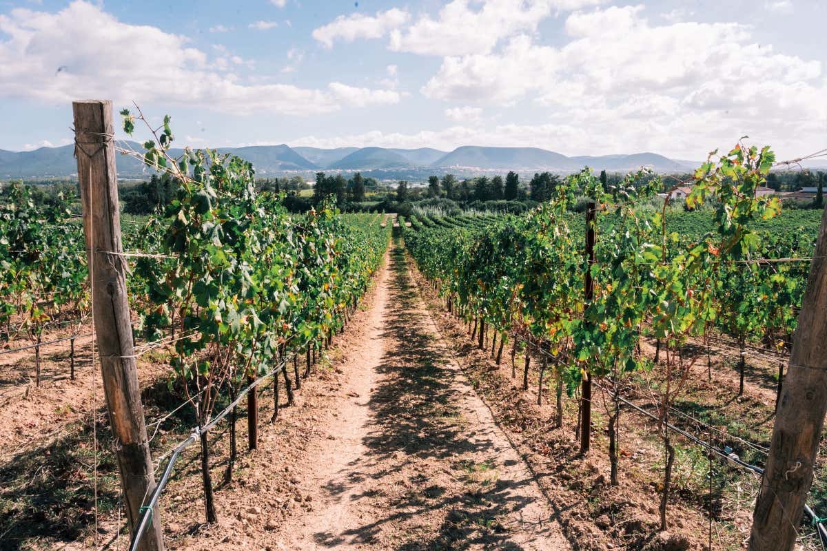 I sentieri del Carignano lungo il Cammino Minerario: l’anima del Sulcis in 5 vini I sentieri del Carignano lungo il Cammino Minerario: l’anima del Sulcis in 5 vini