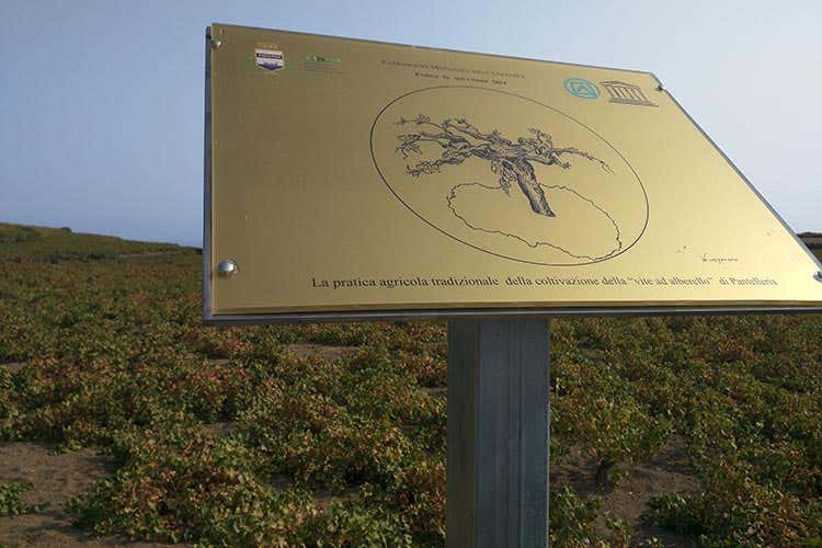 Dal famoso Passito ai capperi Igp Pantelleria, uno scrigno di tesori