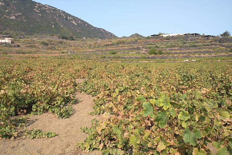 Dal famoso Passito ai capperi Igp Pantelleria, uno scrigno di tesori