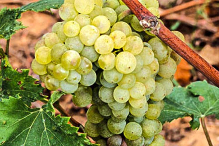 Lumassina (foto: winetaste.it) - Dall&rsquo;uva ligure Lumassina un vino piacevolmente sapido