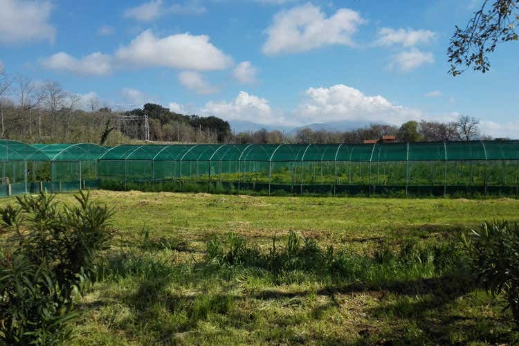 (Dalla Calabria le lumache premium Allevamento bio e tanto valore aggiunto) (Dalla Calabria le lumache premium Allevamento bio e tanto valore aggiunto)