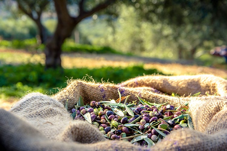 Il compito dell'olivicoltore sta nel fare un buon lavoro e nel comunicarlo (Dalla raccolta alla conservazione per un extravergine di vera qualità)