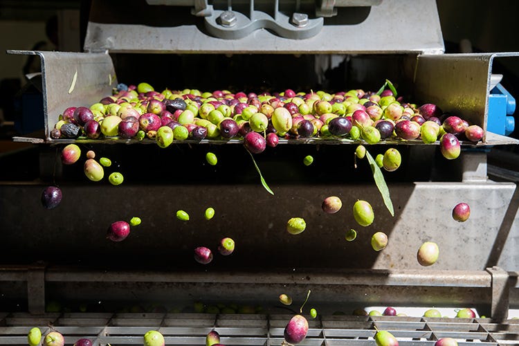Noi italiani abbiamo oltre 500 varietà di olive a disposizione (Dalla raccolta alla conservazione per un extravergine di vera qualità)