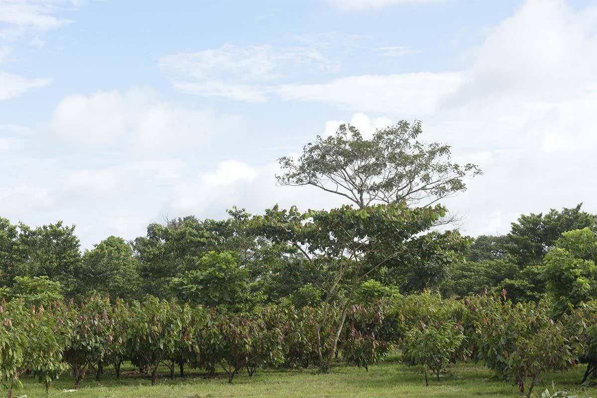 El Caco, piantagione di 2.500 ettari di Ritter in Nicaragua Valrhona e Ritter schierateper la tutela dell’ambiente