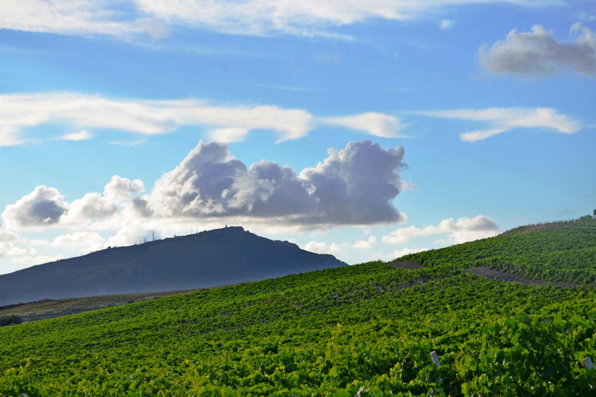 Doc Erice: come Fazio sta cambiando la mappa del vino siciliano Doc Erice: come Fazio sta cambiando la mappa del vino siciliano