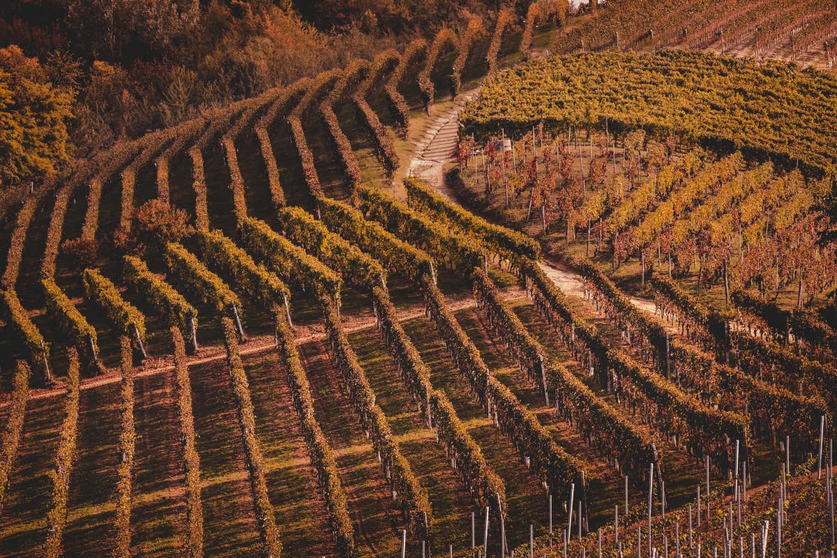 Barbera d'Asti e Monferrato, obiettivo giovani e vini pop