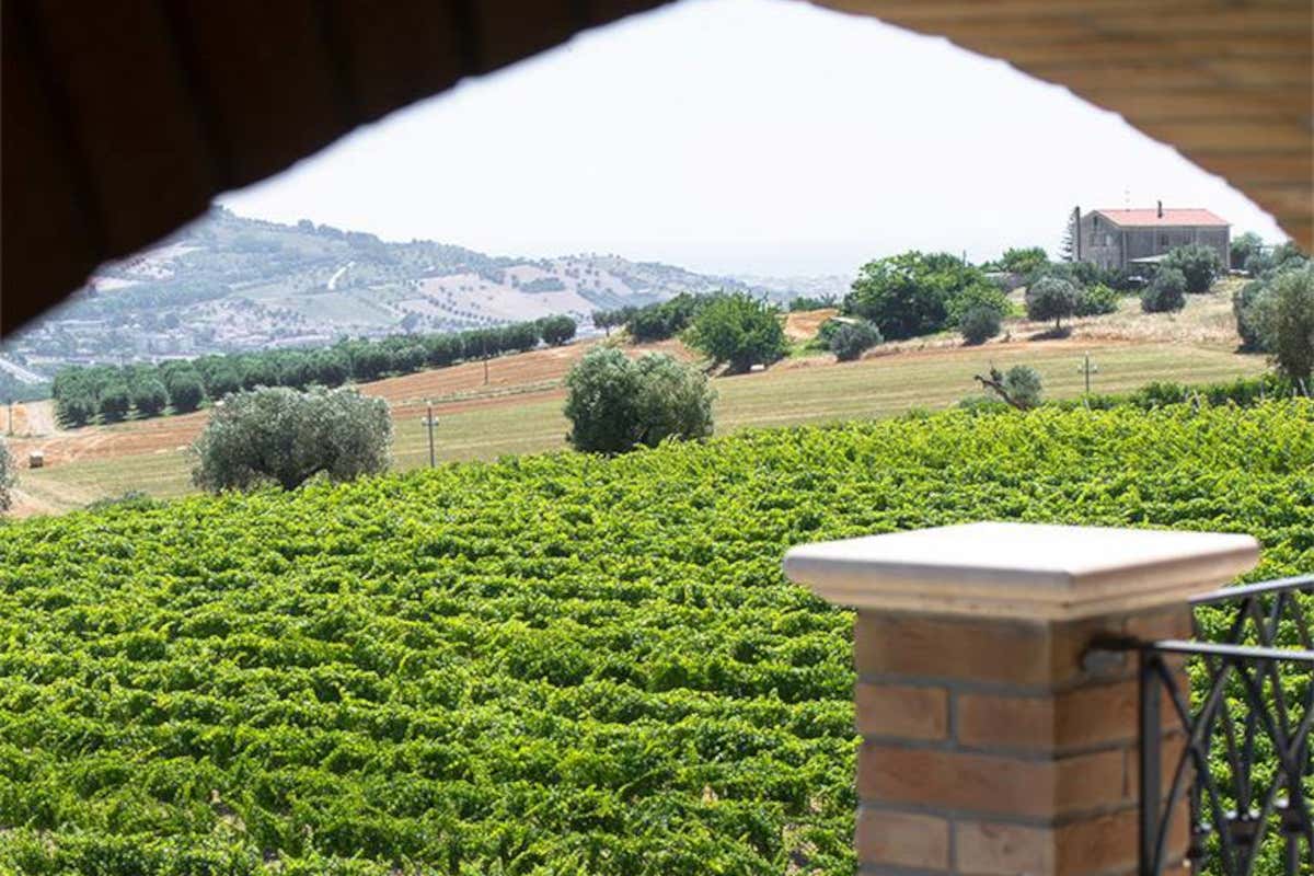 Marche in rosa: l'8ª tappa del Giro d'Italia tra Giulianova e Castelraimondo Marche in rosa: l'8ª tappa del Giro d'Italia tra Giulianova e Castelraimondo