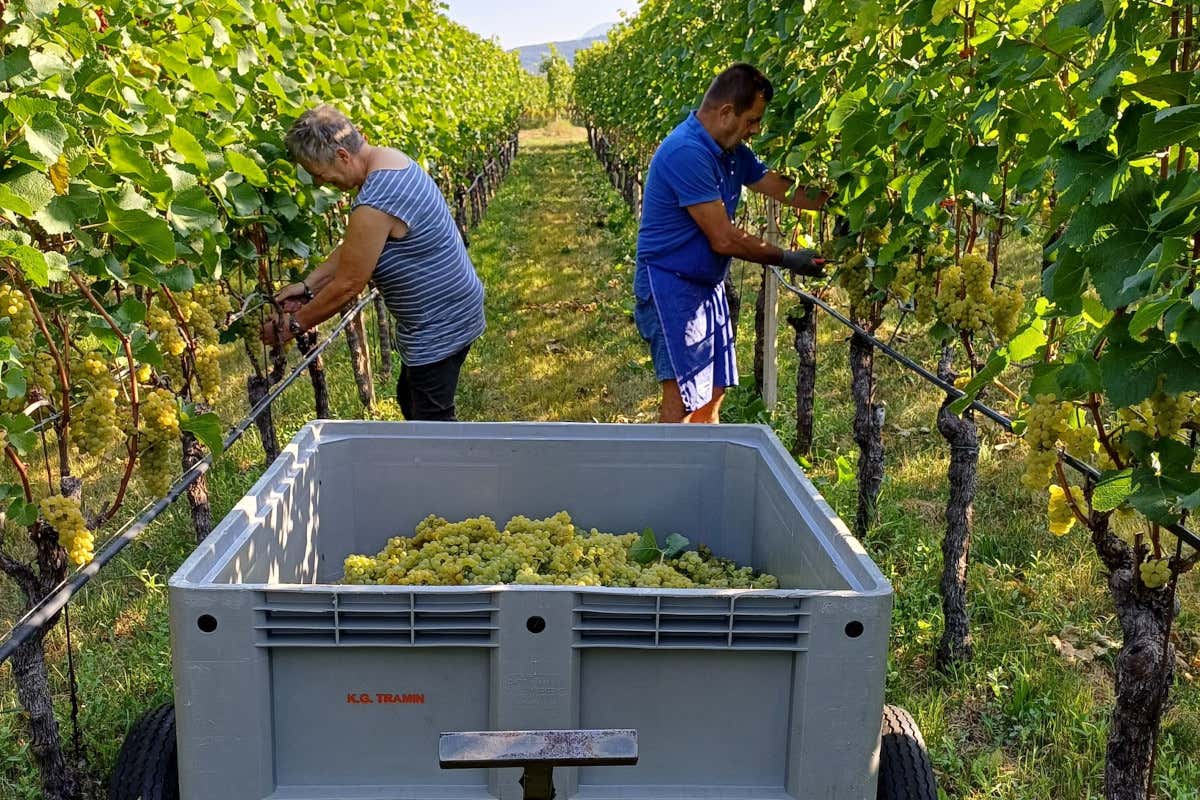 Epokale 2017: il Gewürztraminer che affina sette anni nella miniera di Ridanna Epokale 2017: il Gewürztraminer che affina sette anni nella miniera di Ridanna