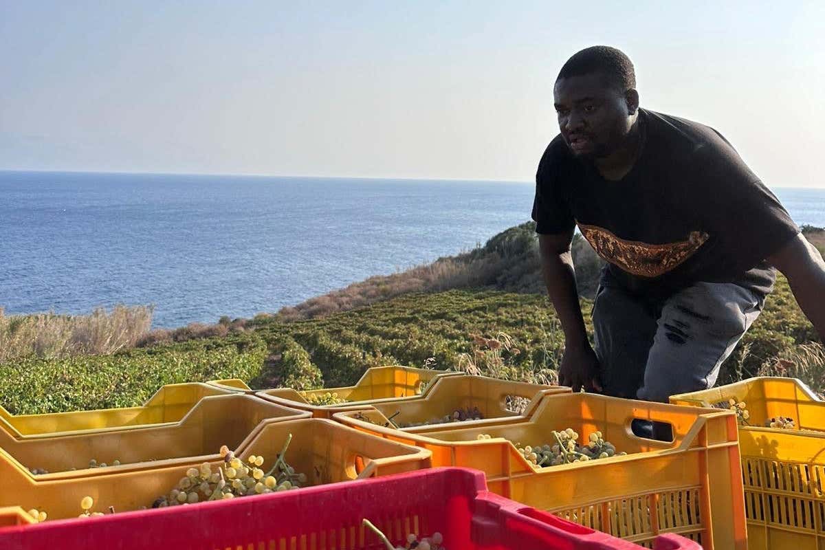 Nino Caravaglio, il vignaiolo che racconta le Eolie attraverso il lavoro della terra Nino Caravaglio, il vignaiolo che racconta le Eolie attraverso il lavoro della terra