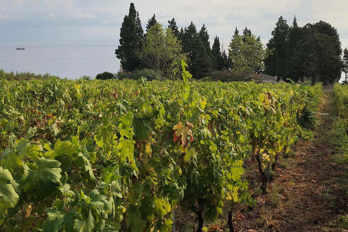 Nino Caravaglio, il vignaiolo che racconta le Eolie attraverso il lavoro della terra Nino Caravaglio, il vignaiolo che racconta le Eolie attraverso il lavoro della terra