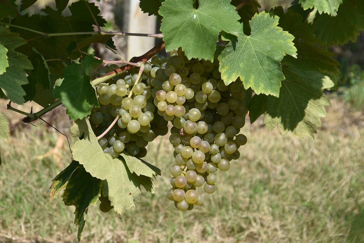 Addio a Etile Carpenè: si è spento il padre del Prosecco