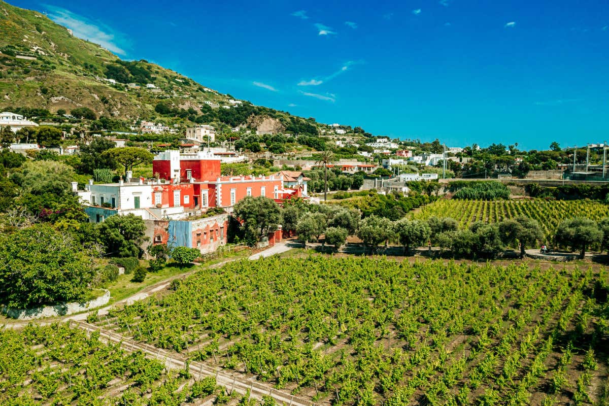 Identità, benessere e racconto: l'enoturismo secondo Casa D'Ambra