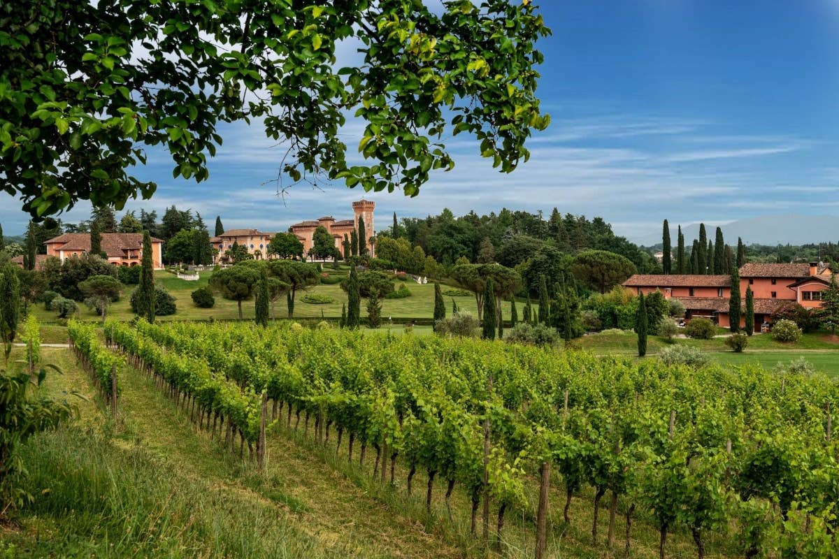 Collio, nasce una rete di eccellenza per valorizzare il Pinot Bianco