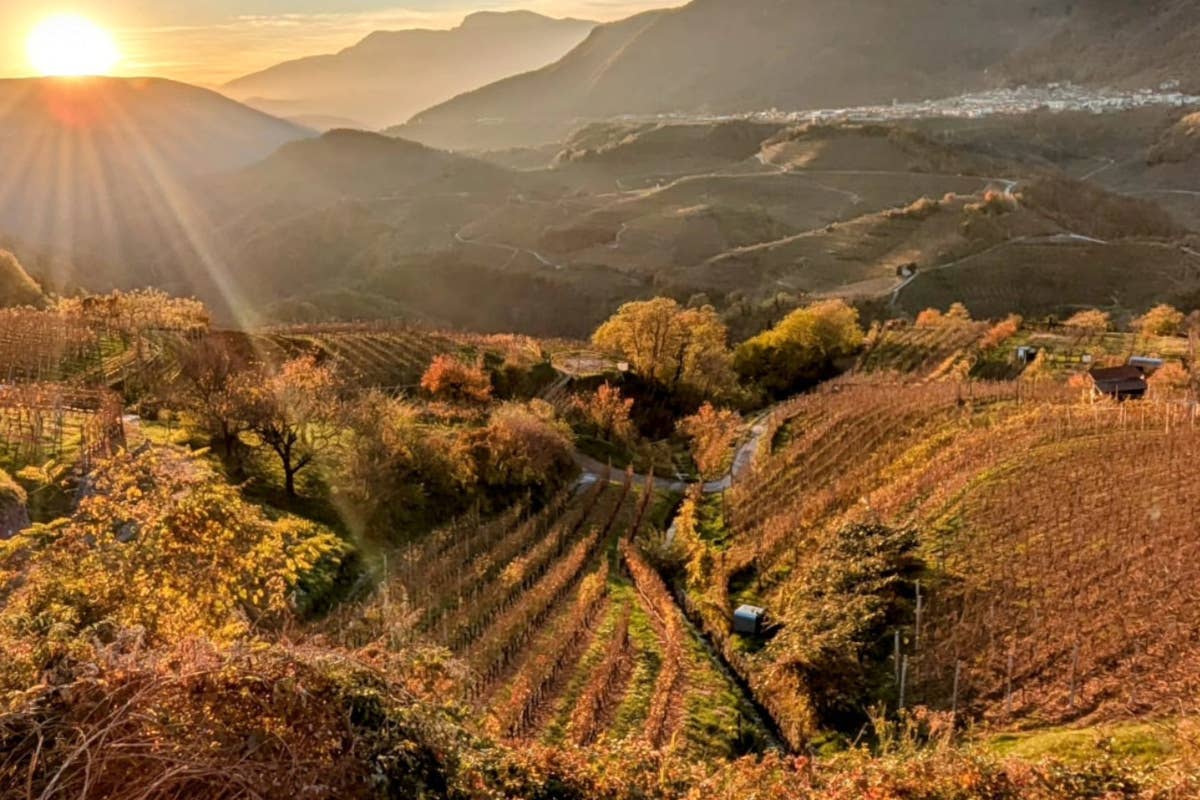 Val di Cembra: viticoltura eroica e sapori antichi tra vigneti terrazzati