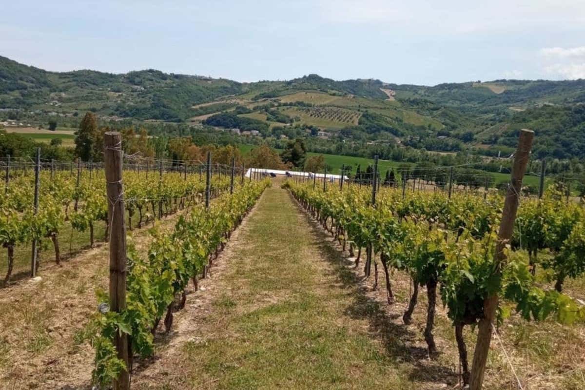 Marche in rosa: l'8ª tappa del Giro d'Italia tra Giulianova e Castelraimondo Marche in rosa: l'8ª tappa del Giro d'Italia tra Giulianova e Castelraimondo