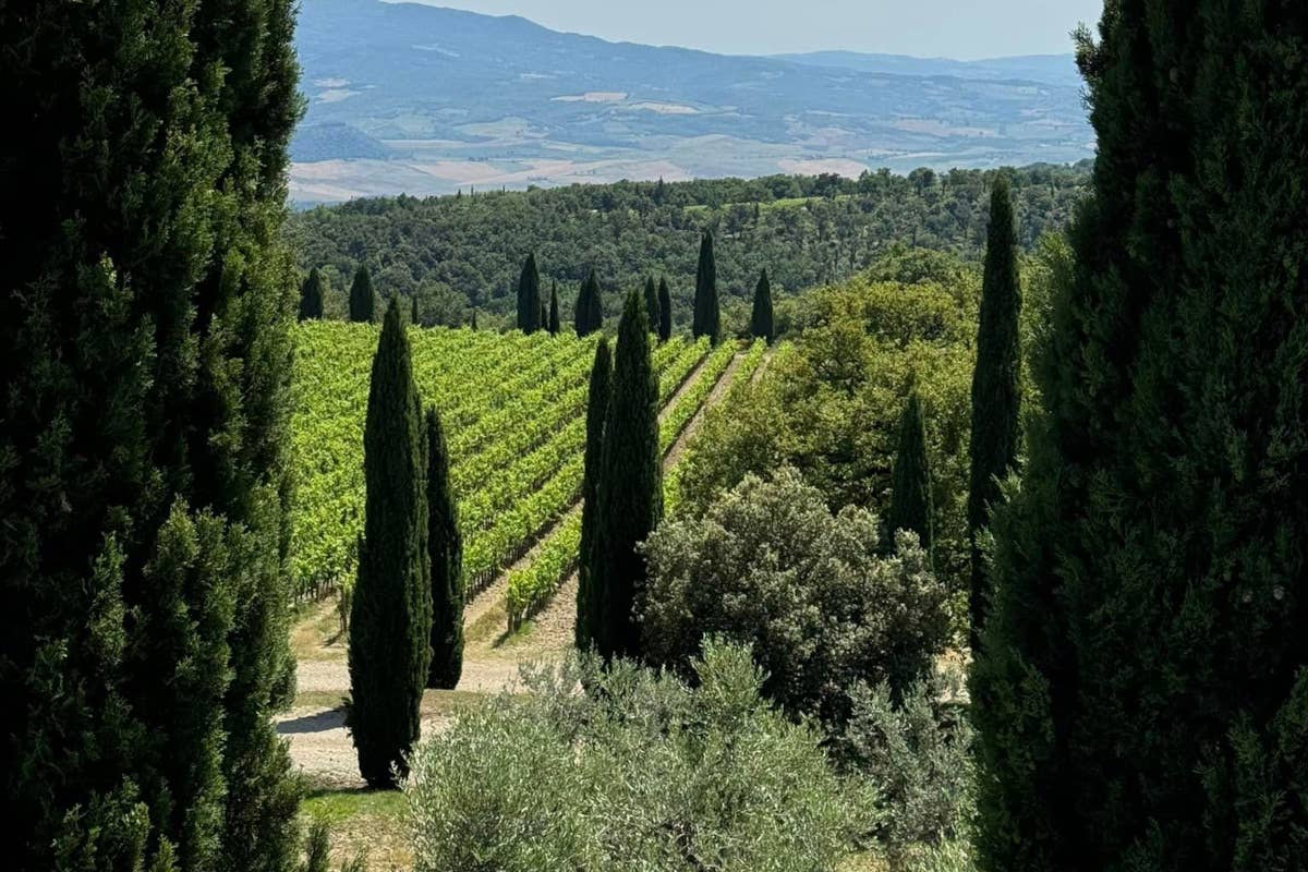 Brunello di Montalcino, inaugurato un nuovo modello di valutazione delle annate