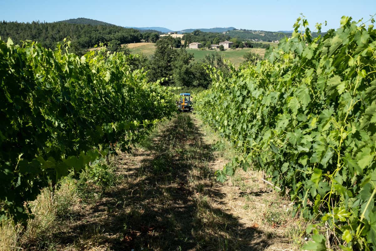 Vendemmia 2025 in Chianti: produzione di vino in calo, ma qualità in crescita