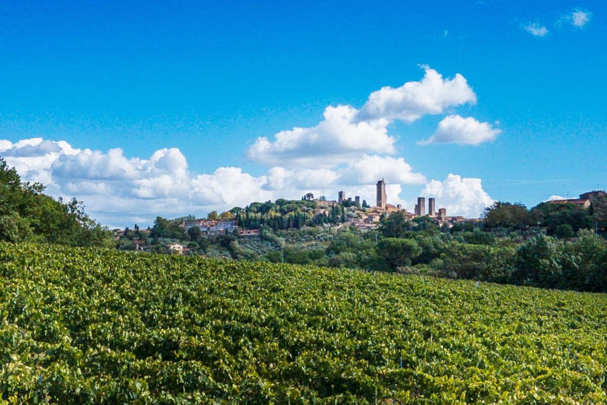 La Vernaccia compie 750 anni: il vino citato da Dante celebra anche i 60 anni della Doc