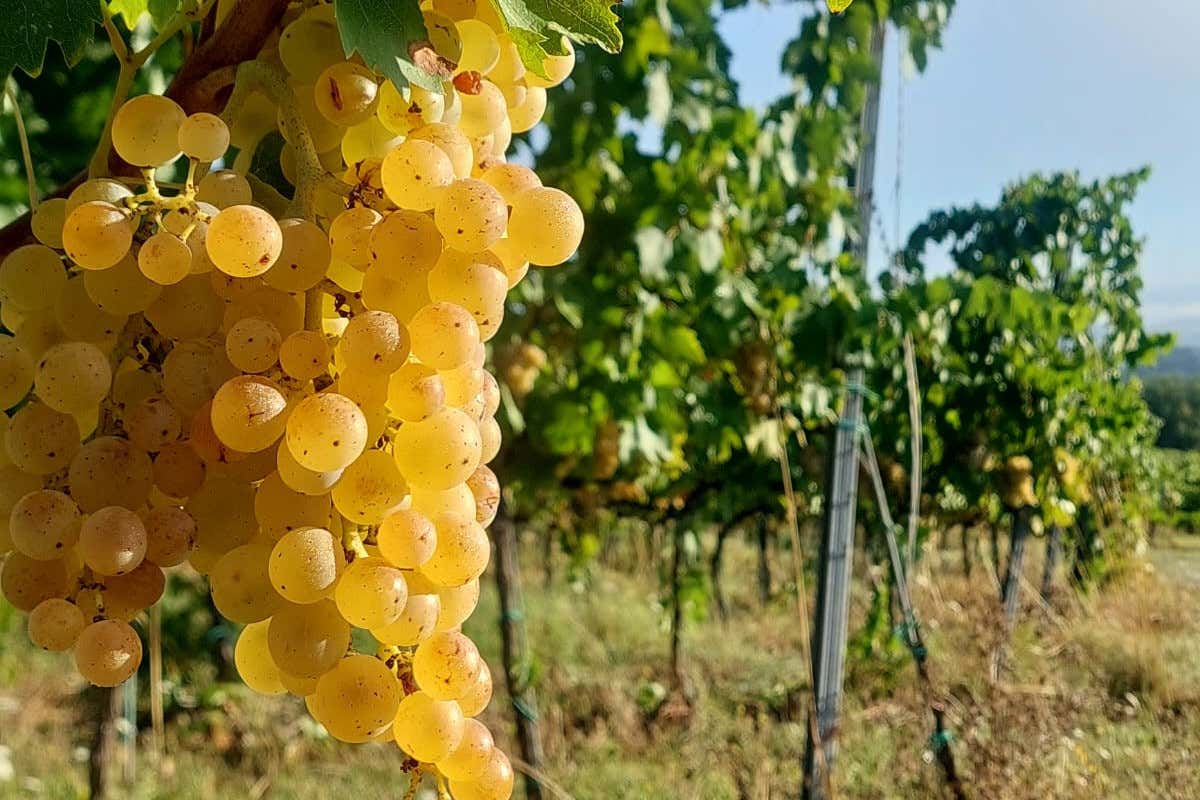 La Vernaccia compie 750 anni: il vino citato da Dante celebra anche i 60 anni della Doc