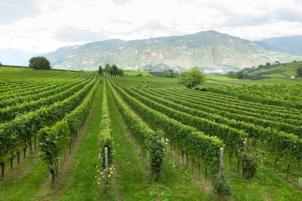 Col “Gran Lafoà” la Cantina di Colterenzio sfida i più grandi Sauvignon francesi