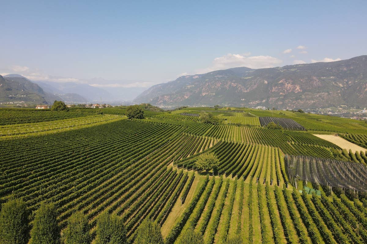 Col “Gran Lafoà” la Cantina di Colterenzio sfida i più grandi Sauvignon francesi