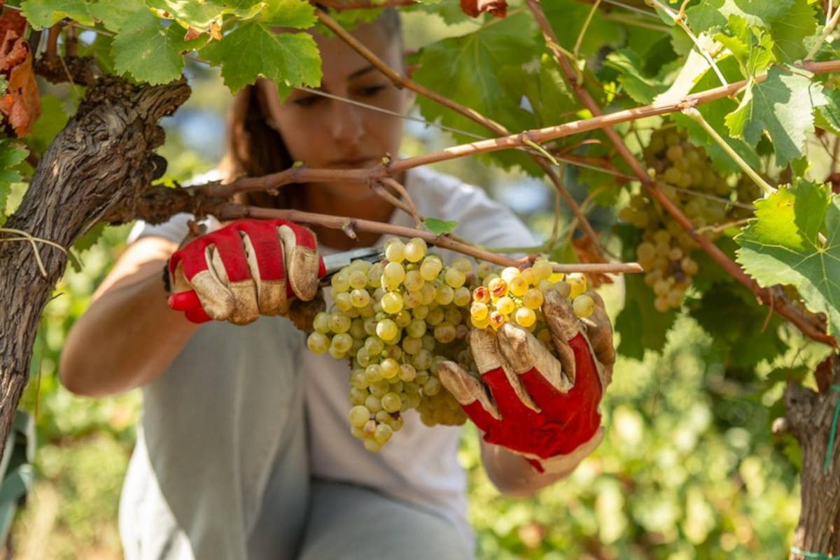 Donne del vino: autenticità e innovazione al centro del 3° Forum mondiale