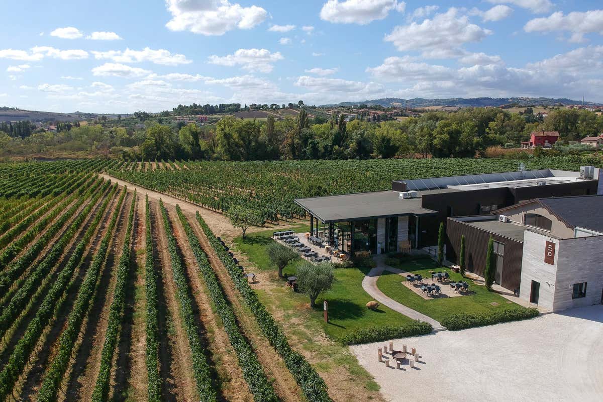 Enio Ottaviani Vini: la Romagna autentica tra vigneti, ospitalità e grandi etichette Enio Ottaviani Vini: la Romagna autentica tra vigneti, ospitalità e grandi etichette