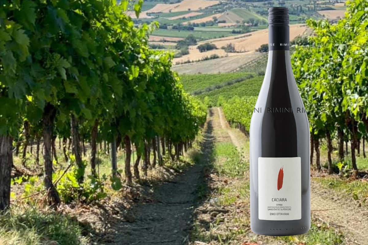 Enio Ottaviani Vini: la Romagna autentica tra vigneti, ospitalità e grandi etichette Enio Ottaviani Vini: la Romagna autentica tra vigneti, ospitalità e grandi etichette