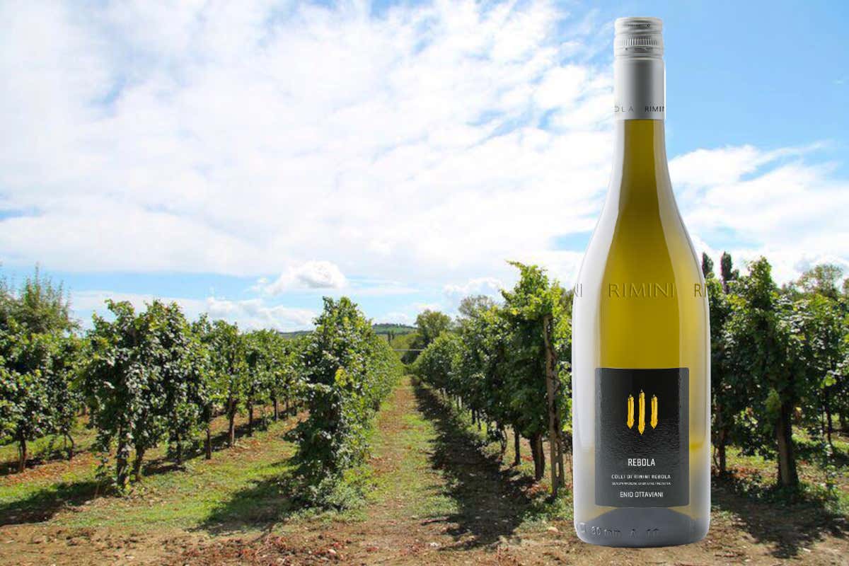 Enio Ottaviani Vini: la Romagna autentica tra vigneti, ospitalità e grandi etichette Enio Ottaviani Vini: la Romagna autentica tra vigneti, ospitalità e grandi etichette