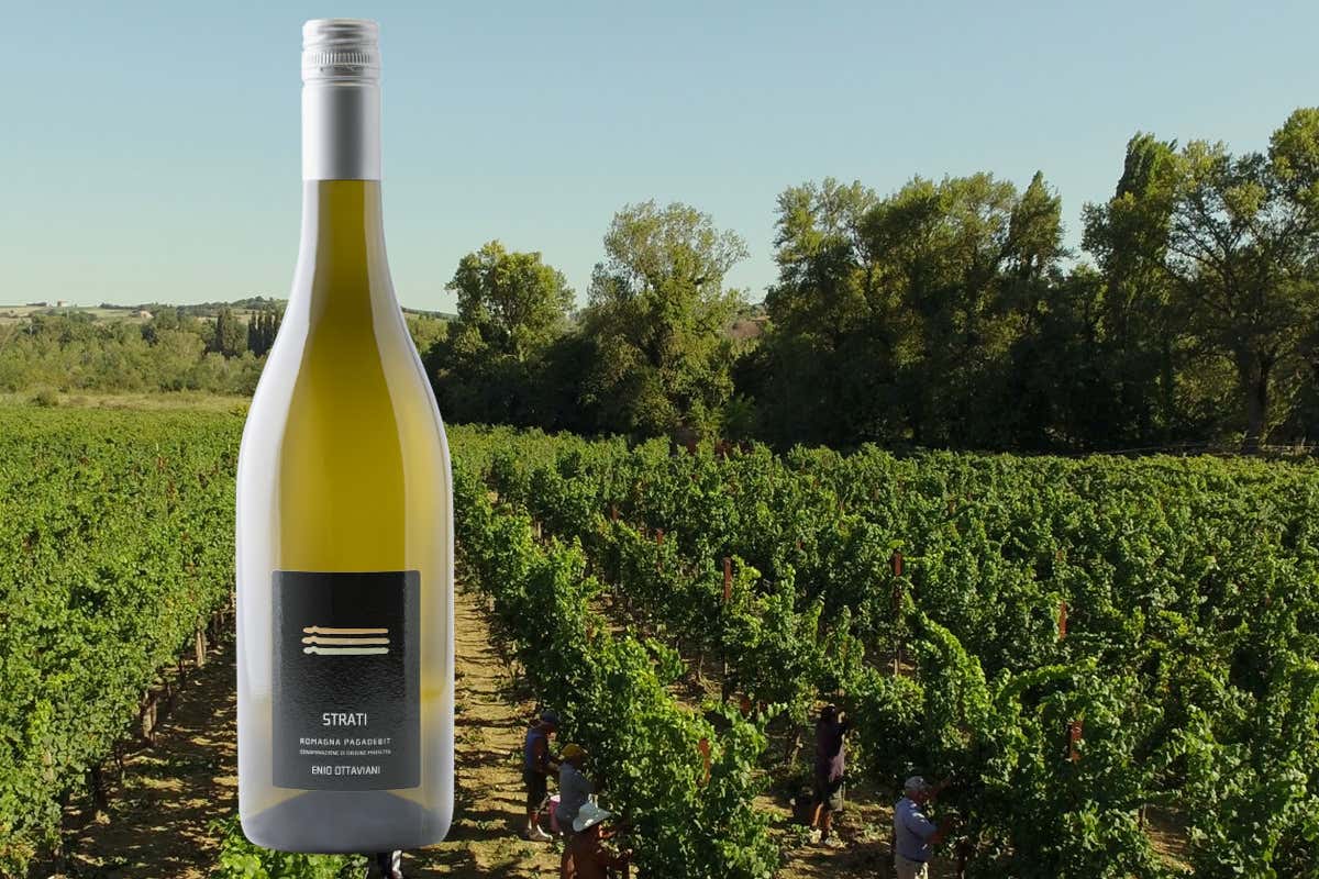 Enio Ottaviani Vini: la Romagna autentica tra vigneti, ospitalità e grandi etichette Enio Ottaviani Vini: la Romagna autentica tra vigneti, ospitalità e grandi etichette