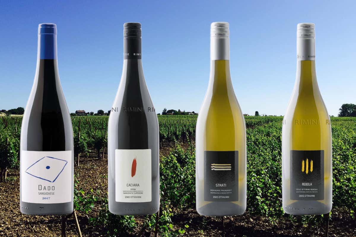 Enio Ottaviani Vini: la Romagna autentica tra vigneti, ospitalità e grandi etichette Enio Ottaviani Vini: la Romagna autentica tra vigneti, ospitalità e grandi etichette