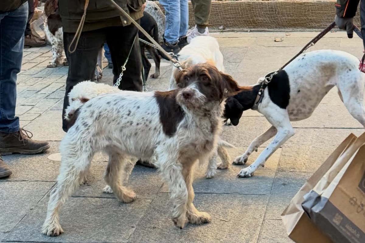 Cantine del Roero, quando il vino dialoga con il mondo del tartufo