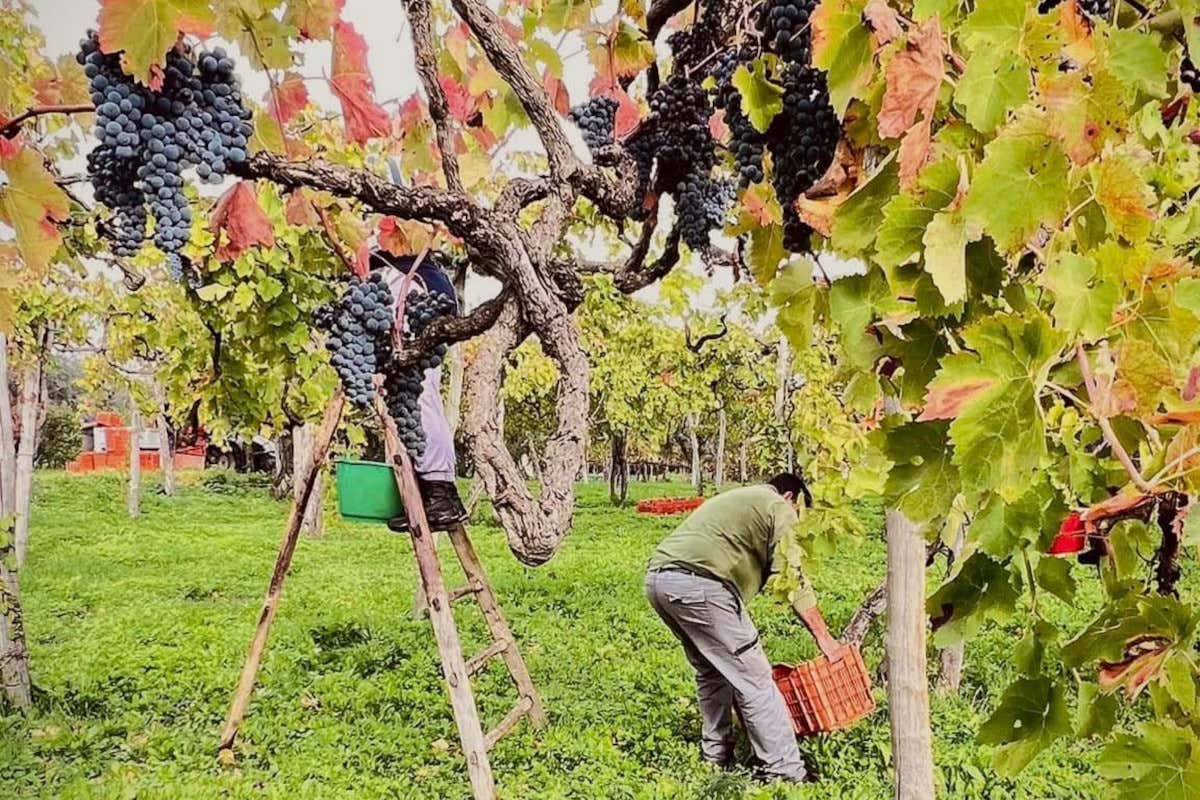 Ecco il laboratorio del vino italiano che in Irpinia sfida clima, mercato e identità Ecco il laboratorio del vino italiano che in Irpinia sfida clima, mercato e identità